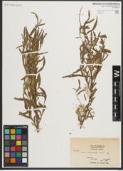 Foto von Salix melanopsis Nutt.